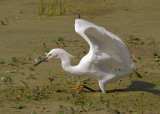 Snowy Egret