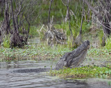 Lake Martin Gator