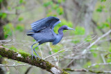 Little Blue Heron