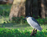 Black Crowned Night Heron