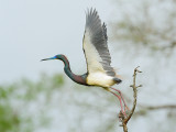 Tri-Color Heron