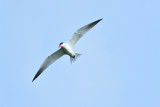 Caspian Tern