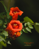  Trumpet Flower
