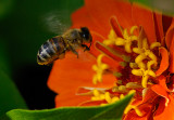 Honeybee and Flower