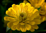 Yellow Passion