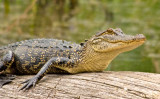 Gator on Log