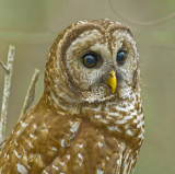 Barred Owl