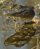 Wary Gator