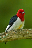 RedHead Woodie