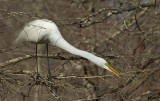 Great Egret Stretching