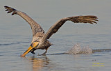 Gulf Region  Pelicans