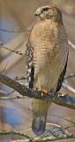Red Shouldered Hawk