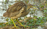 American Bittern