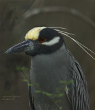 Yellow Crowned Night Heron