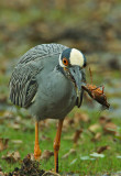 Yellow Crowned Night Heron