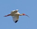 White Ibis