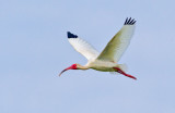 White Ibis