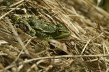 Green Frog