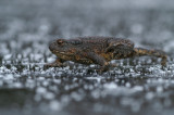 Common Toad