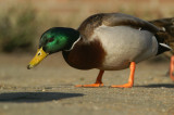 Mallard