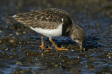 Ruddy Turnstone