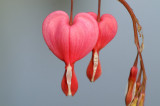 Bleeding Heart