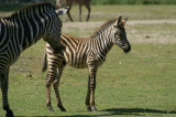 Grants Zebra