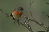 Scarlet Robin