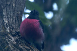 06845 - Pink Robin - Petroica rodinogaster