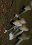 Fungi