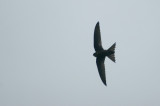 02785 - Plain Swift - Apus unicolor