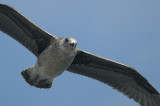 Yellow-legged Gull