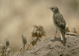 Berthelots Pipit