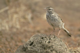 Berthelots Pipit