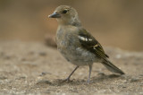 Common Chaffinch