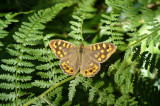 Madeira Speckled Wood