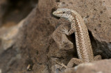 Madeira Wall Lizard