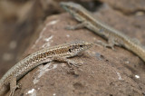 Madeira Wall Lizard