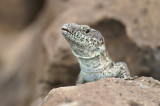 Madeira Wall Lizard