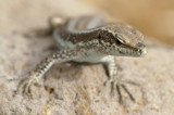 Madeira Wall Lizard