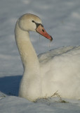 Mute Swan