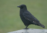 06747 - Carrion Crow - Corvus corone