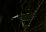 Common Moorhen