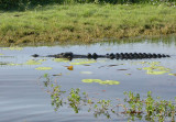 Estuarine Crocodile