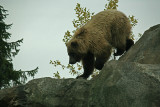 Brown Bear also known as grizzlies