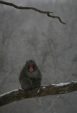 Snow Monkey