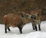 Wild Boar