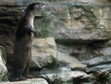 North American River Otter