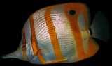 Orange Stripe Butterfly Fish
