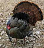 Wild Turkey